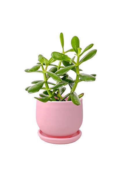 Fidanburada Crassula Ovata - Curvy Pembe Saksılı - Para Çiçeği