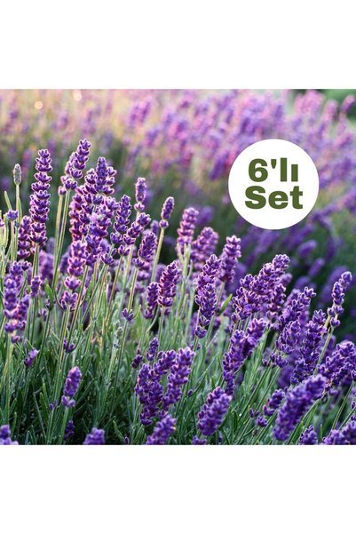 Fidanburada Lavanta Çiçeği 6'lı Set (lavandula Officinalis)