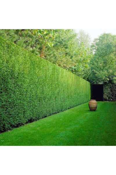 Fidanburada Leylandi (CUPRESSOCYPARİS LEYLANDİİ)