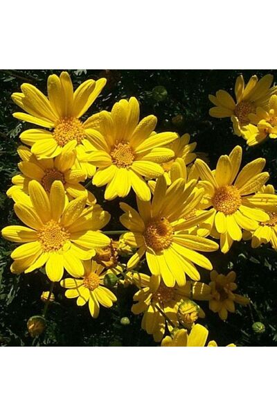 Fidanburada Sarı Papatya - Sarı Çalı Papatyası (Euryops Pectinatus)