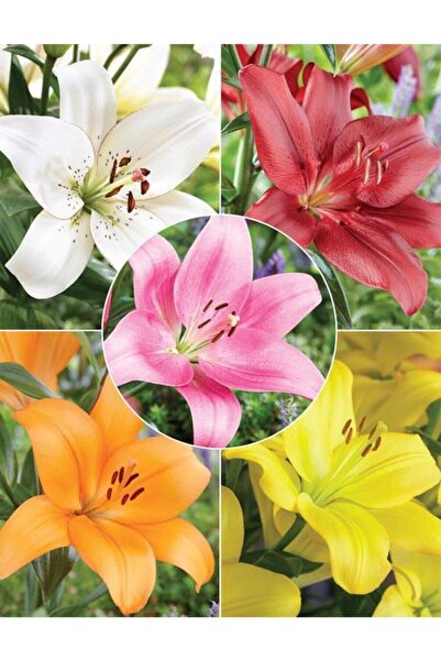 Genel Markalar 7 ADET KARIŞIK RENK LİLYUM KAZABLANKA ÇİÇEĞİ SOĞANI