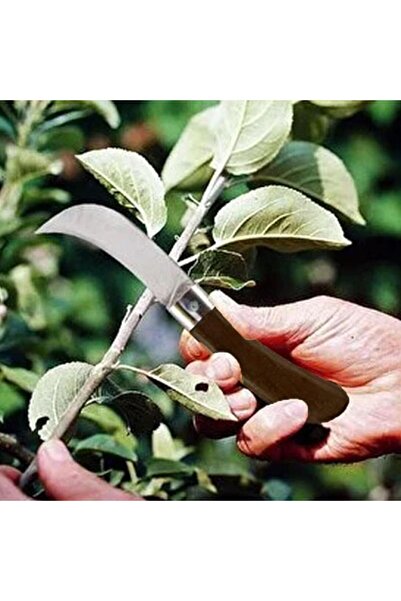 GLASWEN Aşı Bıçağı Eğri Uçlu Ara Çakı Bağ Bıçağı Paslanmaz Çelik Plastik Saplı Katlanır Bıçak 22 cm