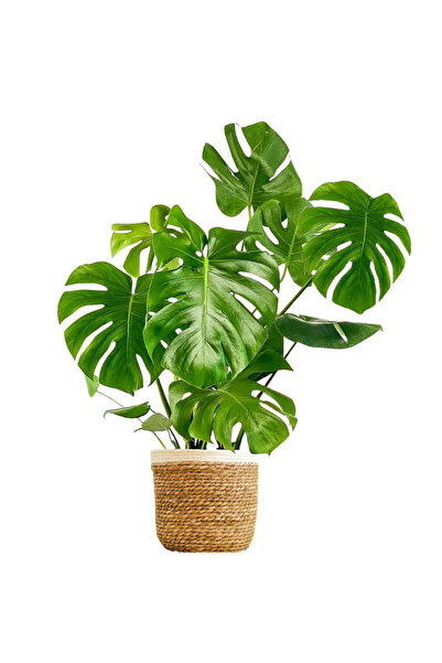 Fidanburada Deve Tabanı Large (MONSTERA DELİCİOSA) Lane Beyaz Hasır Saksılı