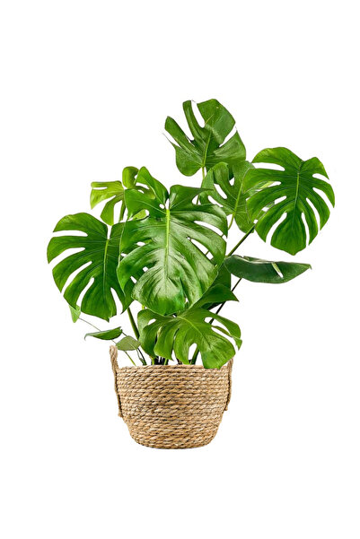 Fidanburada Deve Tabanı Large (MONSTERA DELİCİOSA) Boho Hasır Saksılı