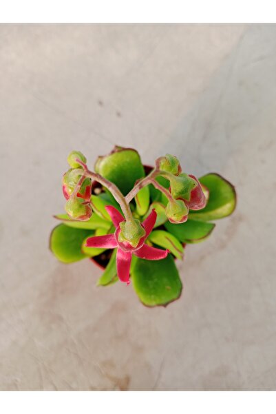Ravza Çiçekçilik Cotyledon Elisae 5.5 Cm saksı da Kırmızı çiçekli Sukulent