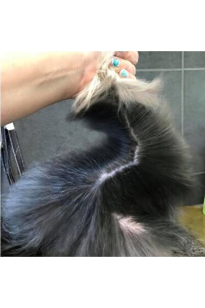 Showtech Show Tech+ Quick Fix Köpek Kıtık Açıcı Kolay Tarama Spreyi 500 ml - Kuru ve Islak Kullanım!