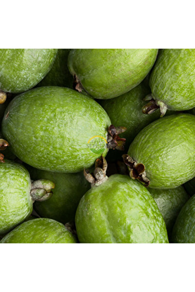 FİDAN SEPETİM 4 Yaş Feijoa Fidanı (Kaymak Ağacı-Acca sellowiana)