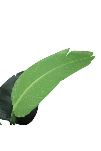 DRAMA HOME Artificial Banana Tree in a Green/Black Pot 120cm