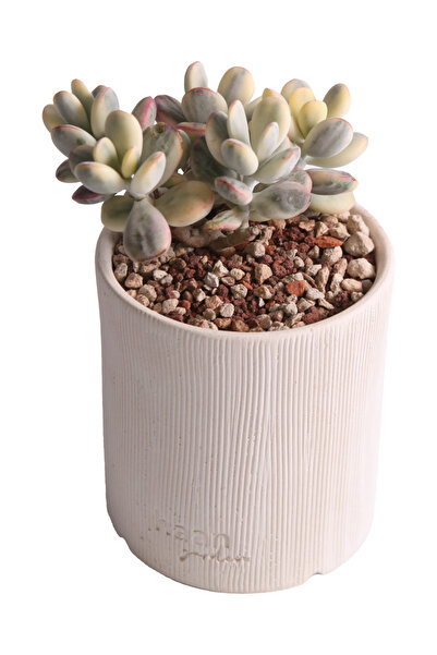 TREND Echeveria Orbiculata Vary - Sukulent