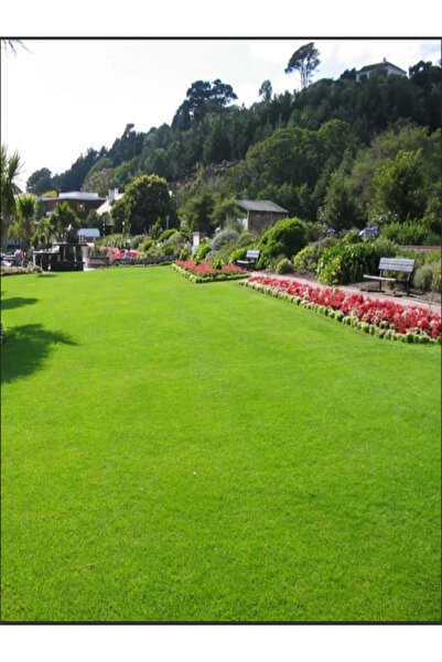 Genel Markalar GREENBİZ Dört Mevsim Yaz Kış Yeşil Çim Tohumu 4 Lü Karışım 5 Kg