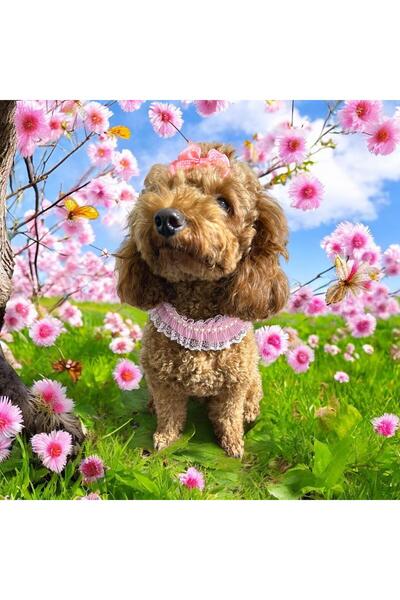 Tasarım Köpek Kedi Kolyesi