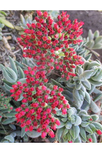 SukuLand Crassula Surprise Party özel tüs sukulent 5,5cm saksıda