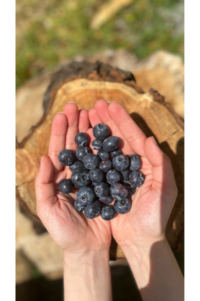 Feride'nin Bahçesi YABAN MERSİNİ (BLUEBERRY) 125 GRAM