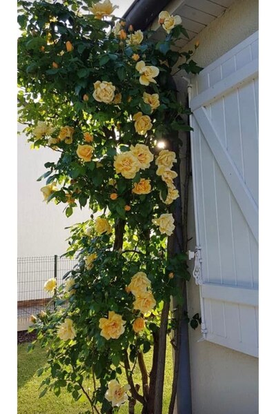 Store Sarmaşık gül fidanı sarı bahçe önü sarmaşık güller