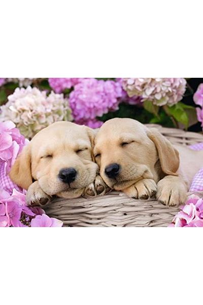 STOREMAX Ezg Dog Puzzle Colorful 6+ Ezsnshop 1065757