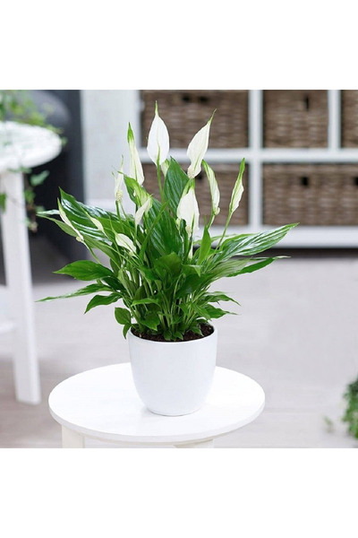 Byaysima Canlı Barış Çiçeği Spatıfılyum Çiçeği Yelken Çiçeği Hediyelik iç Mek...