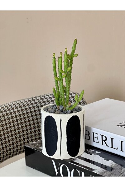 Hakdua Dizayn Premium Siyah Diba Design Beton Saksıda Kaktüs Ev Dekorasyon He...