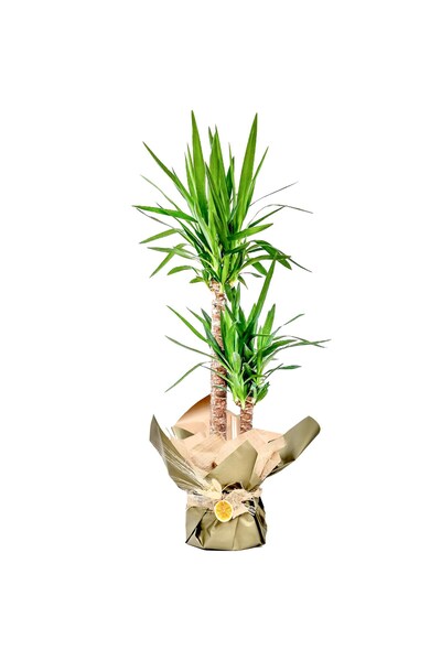 Fidanburada Yuka 2 Gövdeli (YUCCA MASSENGENA) Hediye Paketli