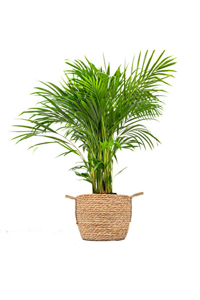 Fidanburada Areka Palmiyesi Large (DYPSİS LUTESCENS) Boho Hasır Saksılı