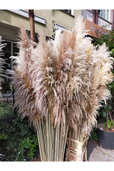 Genel Markalar Naturel Pampas 20 Adet