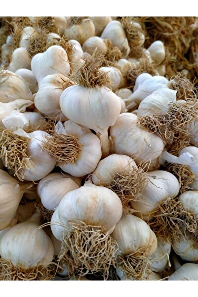 Genel Markalar Doğal Kastamonu Taşköprü Sarımsak 2 Kg Orta boy Yerli Üretim Yerli Tohum