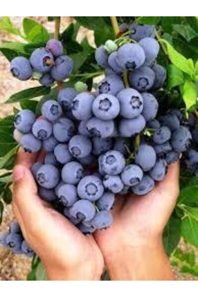 Genel Markalar Tüplü Yaban Mersini ( Likapa, Blueberry, Patriot Fidanı