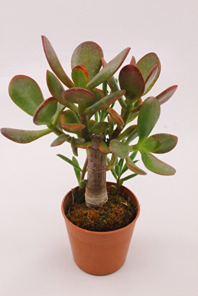 kaktuskent Crassula Ovata (para Ağacı)