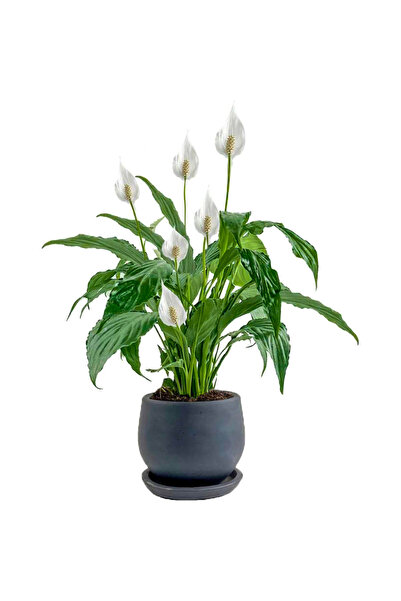 Fidanburada Barış Çiçeği - Curvy Antrasit Saksılı-Spathiphyllum