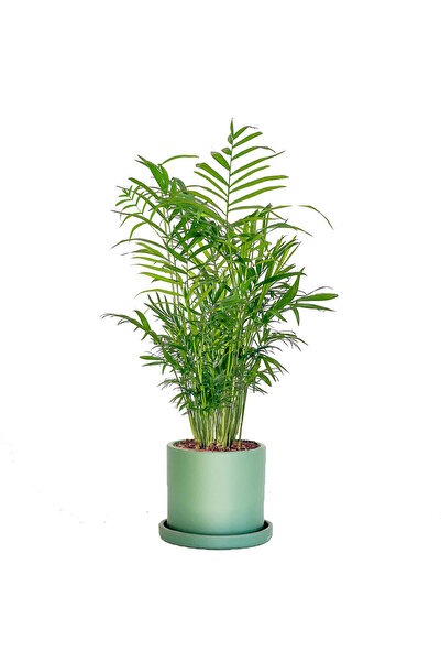 Fidanburada Dağ Palmiyesi - Ruby Yeşil Saksılı 30-40cm Chamaedorea Elegans