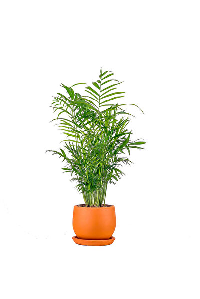 Fidanburada Dağ Palmiyesi - Curvy Terra Cotta Saksılı Chamaedorea Elegans Ith...