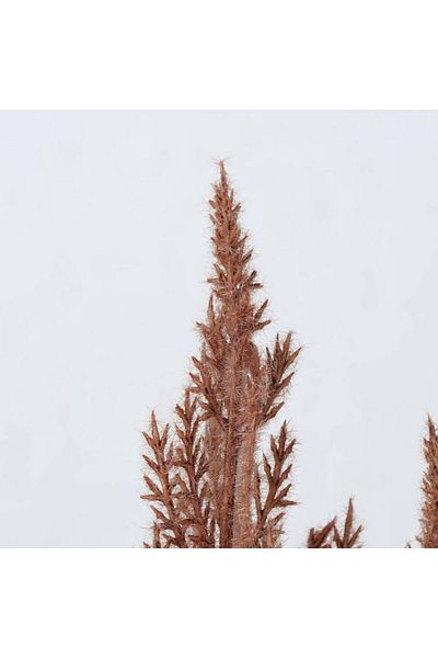 Homelux Plantă Decor Pampas 95 cm, Maro Deschis
