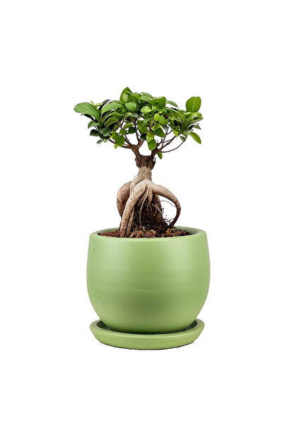 Fidanburada Mini Ficus Ginseng Bonsai Mint Yeşili Curvy Saksılı