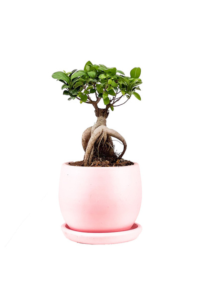 Fidanburada Mini Ficus Ginseng Bonsai Pembe Curvy Saksılı