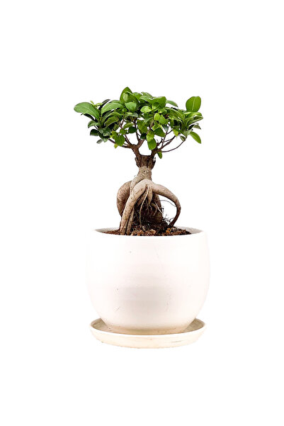 Fidanburada Mini Ficus Ginseng Bonsai Beyaz Curvy Saksılı