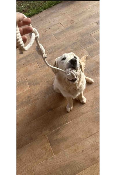Thaze 7/24 AVM Quadruple Hygienic Play Set Pull and Pull, Teeth Scratching, Stress Dog Toy