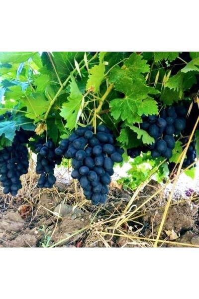 taşkar peyzaj Tüplü Fidan Antep Karası (horoz Karası) Üzüm Fidanı