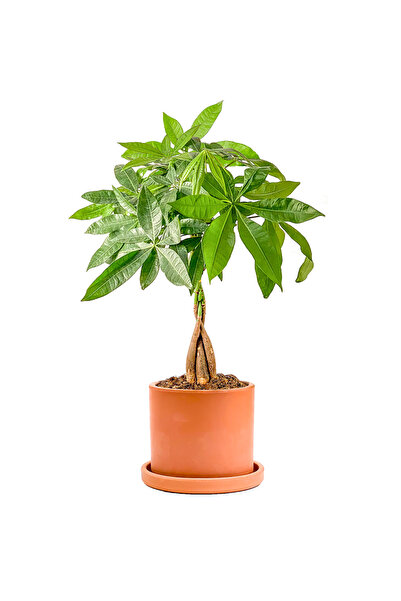 Fidanburada Pachira Aquatica - Ruby Terra Cotta Saksılı Örgülü Para Ağacı