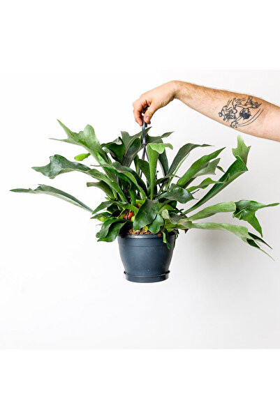 Fidanburada Geyik Boynuzu Bitkisi-platycerium Bifurcatum-ithal