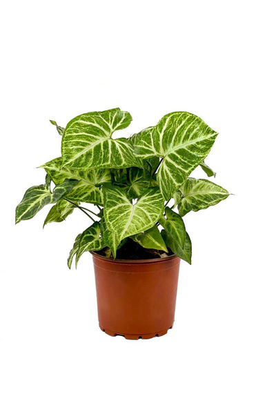 Fidanburada Melek Kanadı-syngonium Podophyllum Butterfly