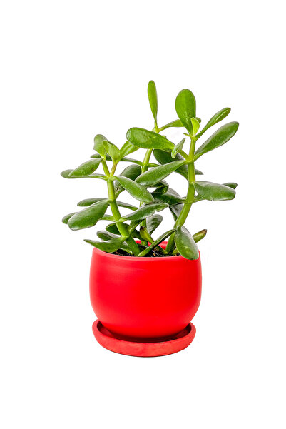 Fidanburada Crassula Ovata - Curvy Kırmızı Saksılı - Para Çiçeği