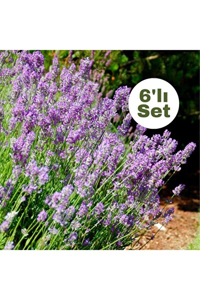 Fidanburada Lavanta Çiçeği 6'lı Set (lavandula Officinalis)