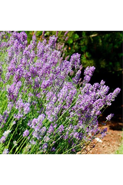 Fidanburada Lavanta Çiçeği (LAVANDULA OFFİCİNALİS)