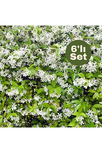 Fidanburada Arap Yasemini (jasminum Sambac) 6'lı Set