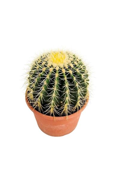 Fidanburada Echinocactus Grusonii - Ekinoks Kaktüs -20-25cm Çap