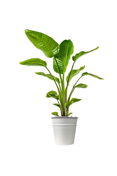 Fidanburada Starliçe (STRELİTZİA NİCOLAİ) Beyaz Metal Saksılı