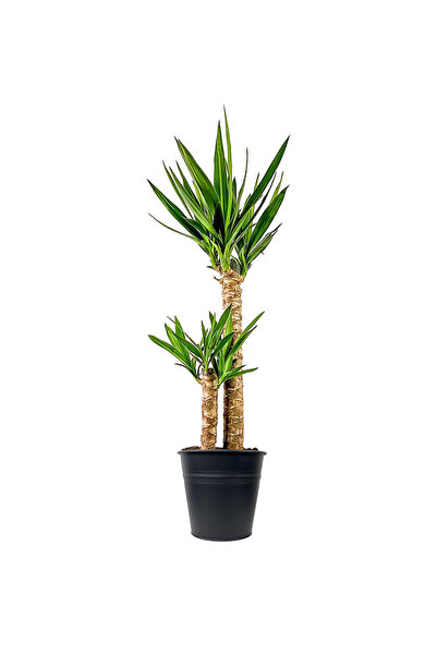 Fidanburada Yuka 2 Gövdeli (YUCCA MASSENGENA) Siyah Metal Saksılı