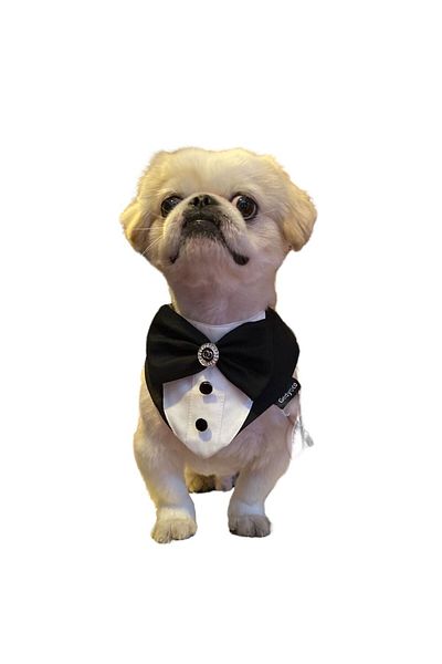 GedyCo Black Tuxedo Dog Scarf S