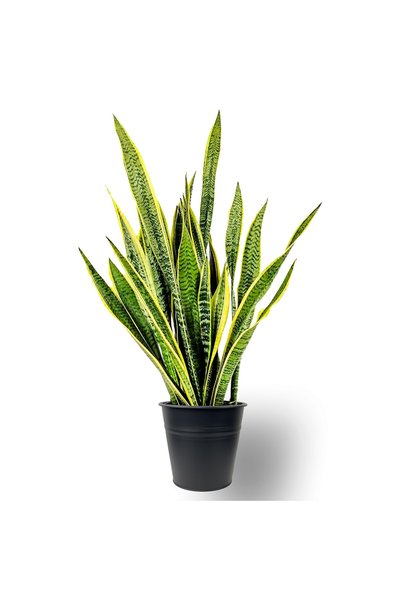 Fidanburada Paşa Kılıcı (Sansevieria Laurentii) Siyah Metal Saksılı