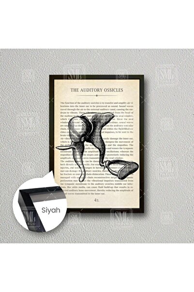 SML TABLO Kulak Burun Boğaz Kbb Örs ve Üzengi Çerçeveli Dikey Kanvas Tablo