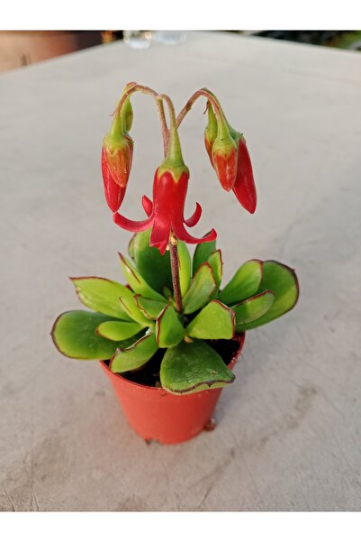 Ravza Çiçekçilik Cotyledon Elisae 5.5 Cm saksı da Kırmızı çiçekli Sukulent